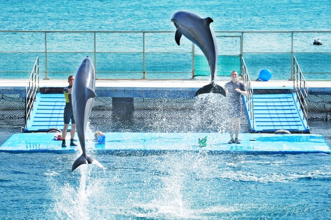 Шоу дельфинов в парке Винперл Нячанг