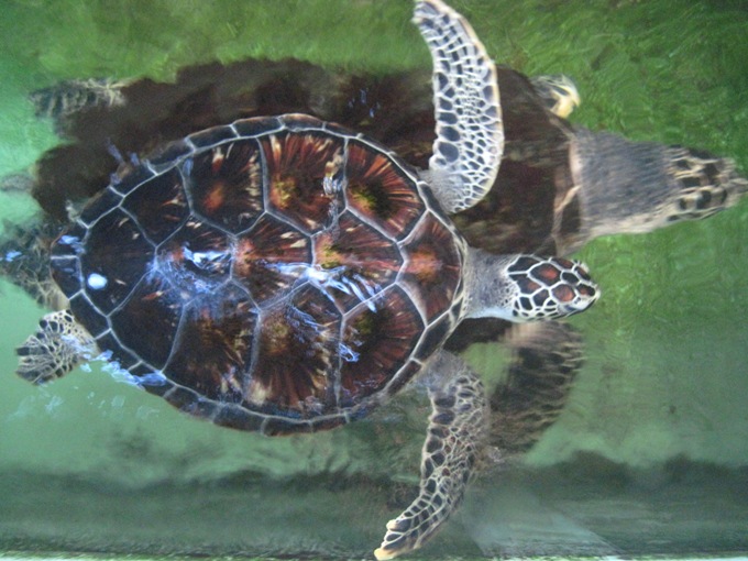 Черепахи в музее океанографии Нячанга